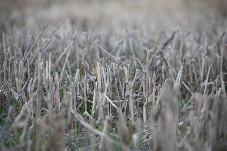 close up of crops in a fieldの写真素材