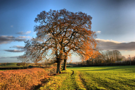 Trees in a field under a cloudy skyの写真素材