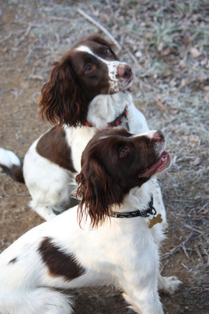 working type english springer spaniel friends togetherの写真素材