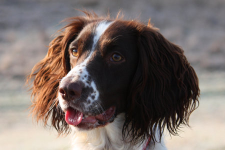 Working English Springer Spaniel smilingの写真素材