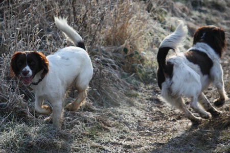 Working English Springer Spaniels togetherの写真素材