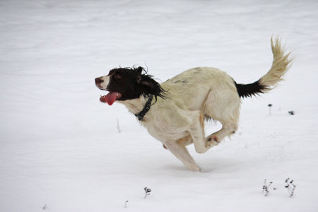 Working English Springer Spaniel enjoying the snowの写真素材