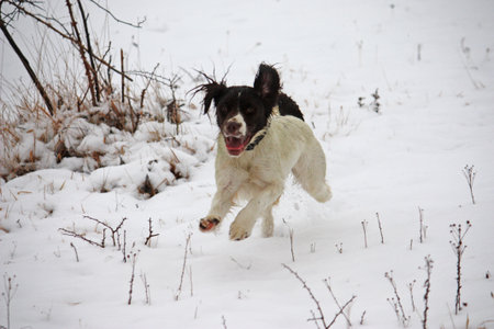 Working English Springer Spaniel enjoying the snowの写真素材