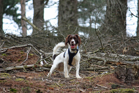 Working Type English Springer Spaniel standingの写真素材
