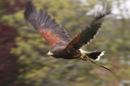 harris hawk in flightの写真素材