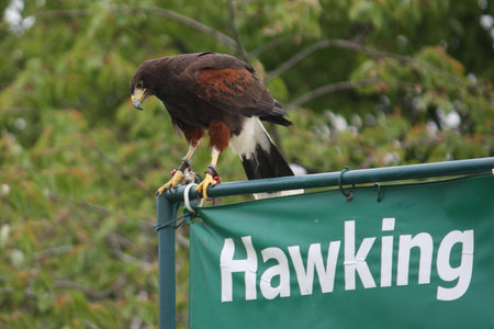 harris hawkの写真素材