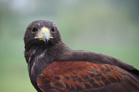harris hawkの写真素材