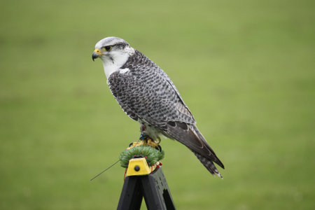 A beautiful falconの写真素材