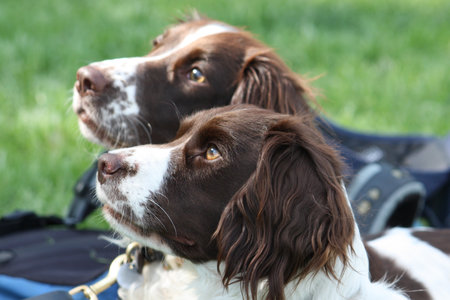 Two working type springer spaniels の写真素材