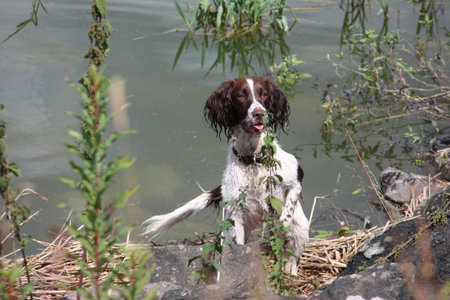 A very wet English Springer Spanielの写真素材
