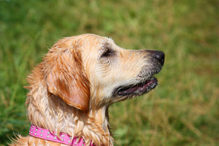 A wet golden retrieverの写真素材