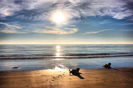 working type english springer spaniel dogs at sunset on a beachの写真素材