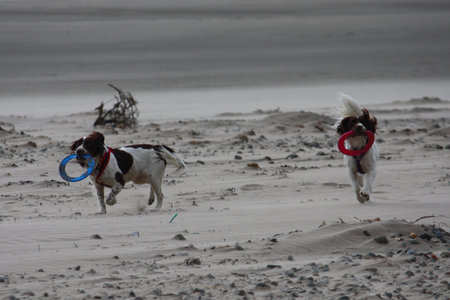 working type english springer spaniels on the beachの写真素材