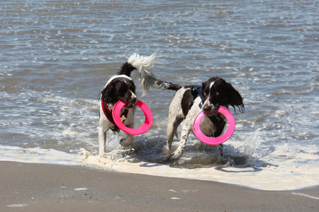 Two working type springer spaniels playing frisbee in a calm seaの写真素材