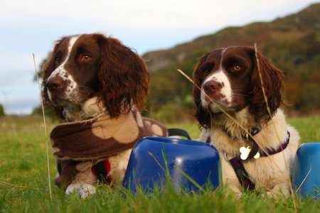 Working type english springer spaniels lying on grass togetherの写真素材