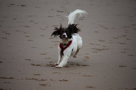 A working type english springer spaniel running on a beachの写真素材