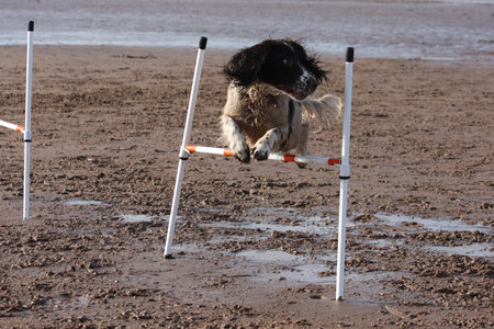 working type english springer spaniel jumping on a beachの写真素材