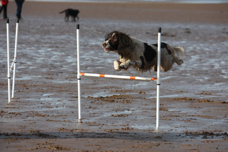 working type english springer spaniel jumping on a beachの写真素材