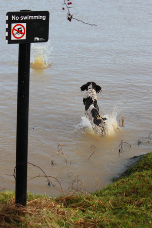 Dog jumping into water by a no swimming signの写真素材