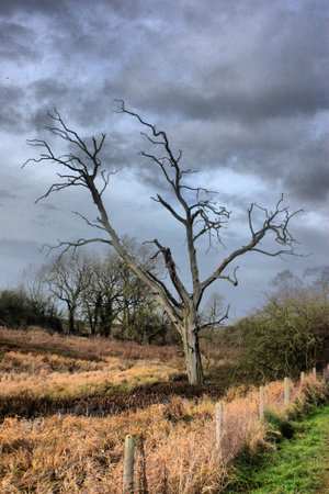 a dead tree against a moody grey skyの写真素材