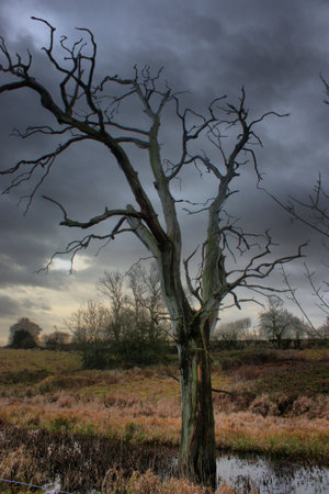 a dead tree against a moody grey skyの写真素材