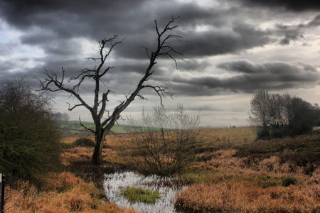 a dead tree against a moody grey skyの写真素材