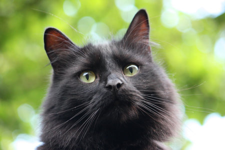Beautiful long haired black pet cat