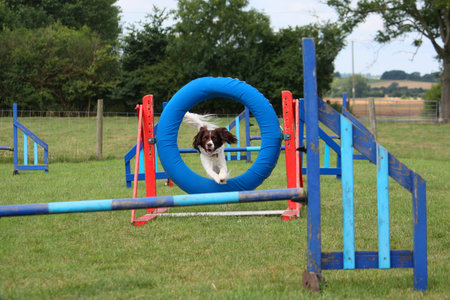 working type english springer spaniel pet gundog jumping agility equipmentの写真素材