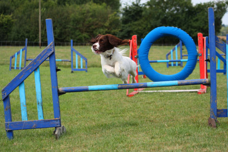 cute working type english springer spaniel pet gundog jumping an agility obstacleの写真素材