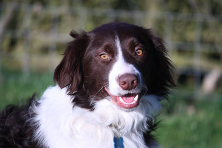 Handsome liver and white springer spaniel collie cross pet dogの写真素材