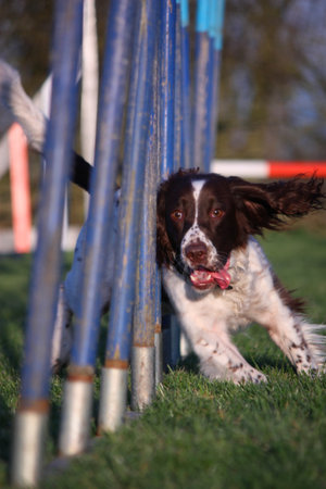 liver and white working type english springer spaniel pet gundog weaving through agility poles