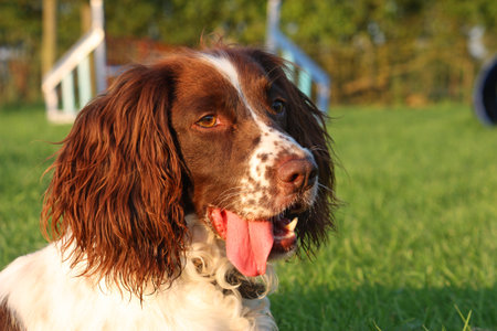 a very cute liver and white working type english springer spaniel pet gundogの写真素材