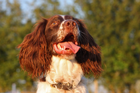 a very cute liver and white working type english springer spaniel pet gundogの写真素材