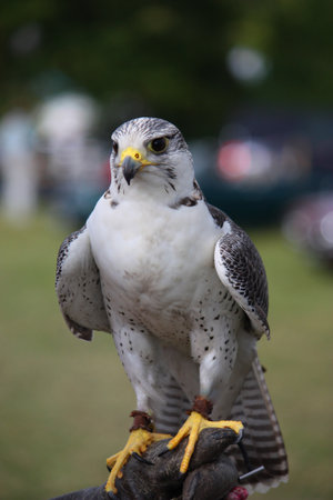 A beautiful white arctic hawk raptor birdの写真素材