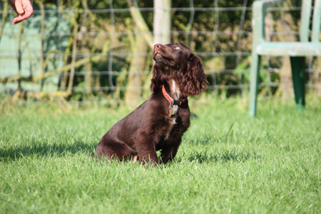very cute young small chocolate liver working type cocker spanielの写真素材