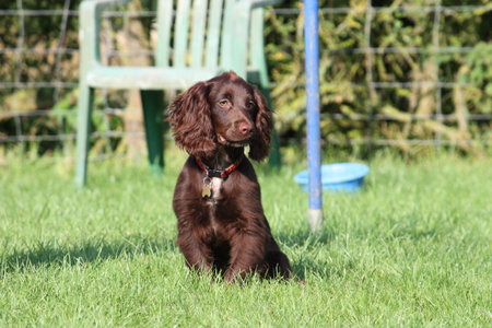 very cute young small chocolate liver working type cocker spanielの写真素材