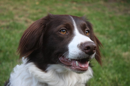 very cute liver and white collie cross springer spaniel pet dogの写真素材