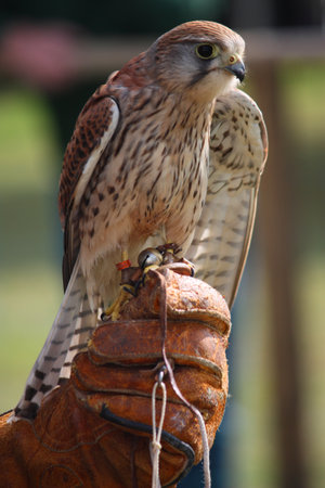 a beautiful kestrel being heldの写真素材