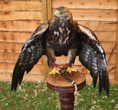 a magnificent golden eagle raptorの写真素材