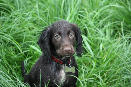 very cute young liver working type cocker spaniel pet gundog puppyの写真素材