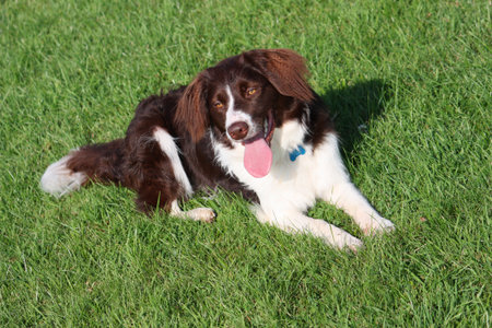 very cute liver and white collie cross springer spaniel pet dogの写真素材