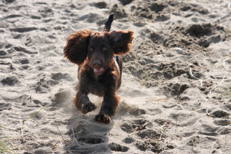 very cute young liver working type cocker spaniel puppy running on a sandy beachの写真素材