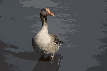 beautiful goose standing in waterのイラスト素材