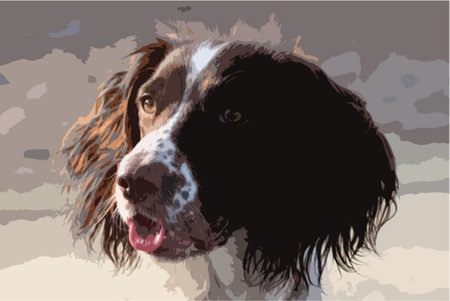 Close up of a working type english springer spaniel pet gundogのイラスト素材