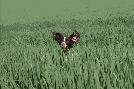 Working type english springer spaniel pet gundog in a field of green cropsのイラスト素材