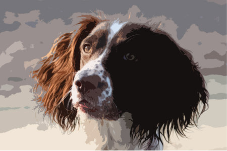 Close up of a working type english springer spaniel pet gundogのイラスト素材