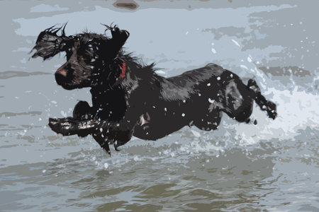 a wet young brown working type cocker spaniel puppy leaping into the seaのイラスト素材