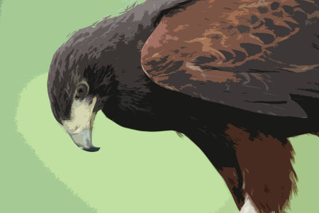 Fantastic brown hawk raptorのイラスト素材