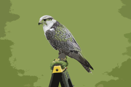 beautiful white arctic hawkのイラスト素材