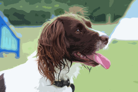 working type liver and white english springer spaniel pet gundogのイラスト素材